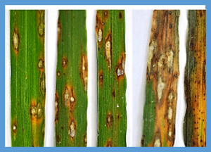 Bulked Segregant Analysis Coupled with Whole-Genome Sequencing (BSA-Seq) Mapping Identifies a Novel pi21 Haplotype Conferring Basal Resistance to Rice Blast Disease.