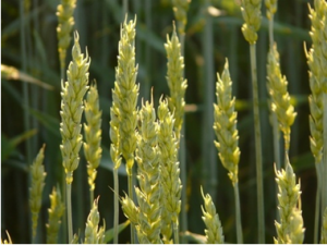 Genomic and functional genomics analyses of gluten proteins and prospect for simultaneous improvement of end-use and health-related traits in wheat