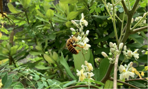 Forests are critical for promoting pollination in agriculture and biodiversity, says FAO report