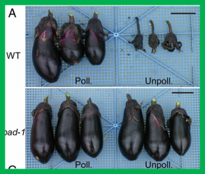 Loss of function of the Pad-1 aminotransferase gene, which is involved in auxin homeostasis, induces parthenocarpy in Solanaceae plants