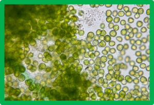TALENs Used for Genome Editing of an Algal Biodiesel Candidate
