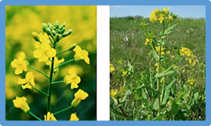 Effect of germination potential on storage lipids and transcriptome changes in premature developing seeds of oilseed rape (Brassica napus L.)