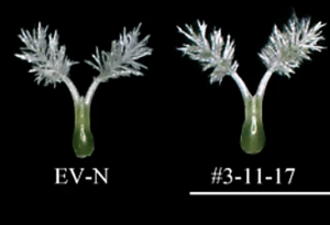 SYL3-k increases style length and yield of F1 seeds via enhancement of endogenous GA4 content in Oryza sativa L. pistils