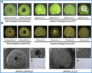 Copy number variation of TdDof controls solid-stemmed architecture in wheat