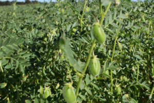Transgenic chickpea (Cicer arietinum L.) harbouring AtDREB1a are physiologically better adapted to water deficit