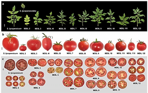 Alien introgression and morpho-agronomic characterization of diploid progenies of Solanum lycopersicoides monosomic alien addition lines (MAALs) toward pre-breeding applications in tomato (S. lycopersicum)