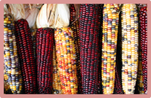 Maize transcription factor ZmBES1/BZR1-5 positively regulates kernel size