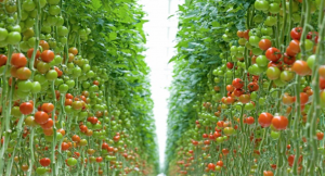 The chloroplast-associated protein degradation pathway controls chromoplast development and fruit ripening in tomato