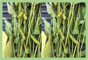 High-throughput phenotyping of soybean genotypes under base saturation stress conditions