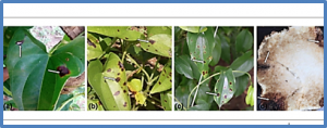 Strategies to combat the problem of yam anthracnose disease: Status and prospects