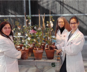 Argentina Successfully Develops Boll Weevil-Resistant Cotton