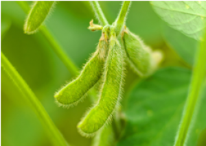 Researchers Crack Complete Genome of Soybean Rust Pathogen