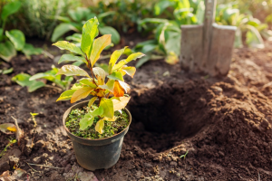Plant Mitochondrial Gene Editing Using TALENs