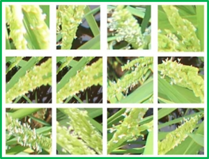 Effects of the core heading date genes Hd1, Ghd7, DTH8, and PRR37 on yield-related traits in rice