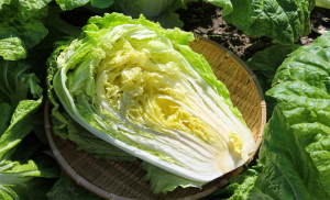 CRISPR-Cas9 Unlocks TuMV Resistance in Chinese Cabbage