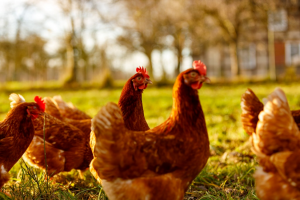 Review Discusses Application of DNA Methylation in Poultry