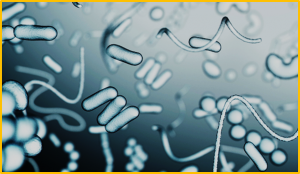 Natural vs. genetically engineered microbiomes: understanding public attitudes for indoor applications and pathways for future engagement