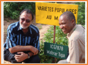 Legacy genetics of Arachis cardenasii in the peanut crop shows the profound benefits of international seed exchange