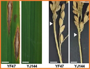 Superior japonica rice variety YJ144 with improved rice blast resistance, yield, and quality achieved using molecular design and multiple breeding strategies