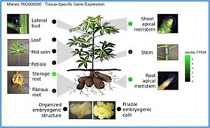  Large-scale genome-wide association study, using historical data, identifies conserved genetic architecture of cyanogenic glucoside content in cassava (Manihot esculenta Crantz) root.