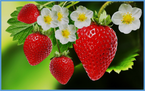 A major QTL region associated with powdery mildew resistance in leaves and fruits of the reconstructed garden strawberry