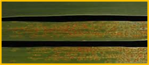 Enhanced stripe rust resistance obtained by combining Yr30 with a widely dispersed, consistent QTL on chromosome arm 4BL