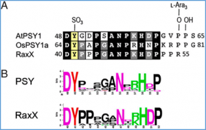 Plant immunity: Rice XA21-mediated resistance to bacterial infection