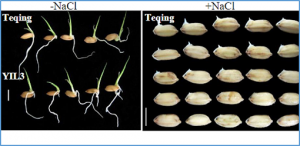 Polyamine oxidase 3 is involved in salt tolerance at the germination stage in rice