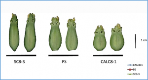 A cryptic variation in a member of the Ovate Family Proteins is underlying the melon fruit shape QTL fsqs8.1