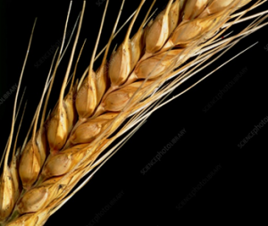 Hybrid wheat: quantitative genetic parameters and heterosis for quality and rheological traits as well as baking volume
