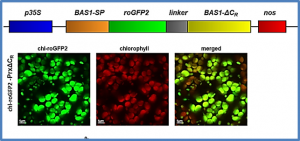 Systematic monitoring of 2-Cys peroxiredoxin-derived redox signals unveiled its role in attenuating carbon assimilation rate