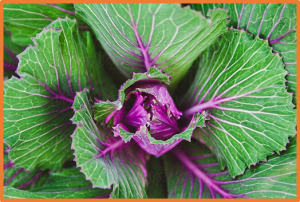 A single-base insertion in BoDFR1 results in loss of anthocyanins in green-leaved ornamental kale
