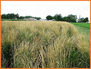Genetic architecture and QTL selection response for Kernza perennial grain domestication traits