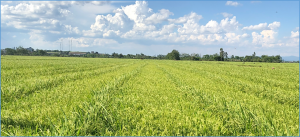 Precise genetic mapping of Rf18(t), a new fertility restorer gene from &lsquo;Nipponbare&rsquo; for wild abortive cytoplasmic male sterility in rice (Oryza sativa L.)