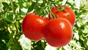 Genome-wide cis-decoding for expression design in tomato using cistrome data and explainable deep learning.