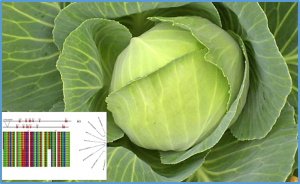 A 215-bp indel at intron I of BoFLC2 affects flowering time in Brassica oleracea var. capitata during vernalization