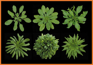 Different combinations of laccase paralogs nonredundantly control the amount and composition of lignin in specific cell types and cell wall layers in Arabidopsis 