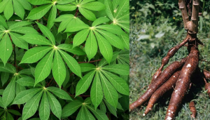 Advances in Genetic Analysis and Breeding of Cassava ( Manihot esculenta Crantz): A Review
