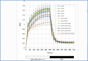 Genetic dissection of the roles of &beta;-hydroxylases in carotenoid metabolism, photosynthesis, and plant growth in tetraploid wheat (Triticum turgidum L.)