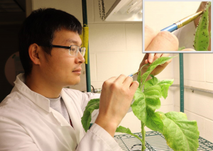 Controlling Insect Pests Using Genes from Other Species