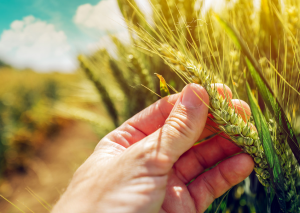 Brazil Approves Drought Tolerant HB4&reg; Wheat for Commercialization and Cultivation