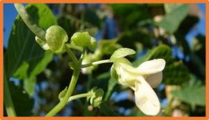 A novel 7-base pair deletion at a splice site in MS-2 impairs male fertility via premature tapetum degradation in common bean (Phaseolis vulgaris L.)