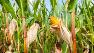 QTL-seq and transcriptomic integrative analyses reveal two positively regulated genes that control the low-temperature germination ability of MTP&ndash;maize introgression lines