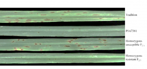 Genetic and physical localization of a major susceptibility gene to Pyrenophora teres f. maculata in barley