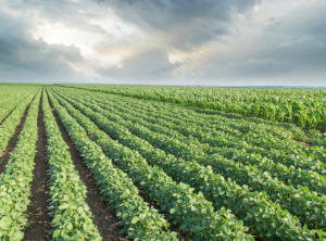New Gene Editing Method Can Reveal Roles and Properties of Duplicated Plant Genes