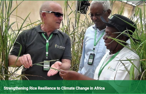 Strengthening Rice Resilience to Climate Change in Africa