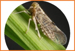 Osa-miR162a Enhances the Resistance to the Brown Planthopper via &alpha;-Linolenic Acid Metabolism in Rice ( Oryza sativa)