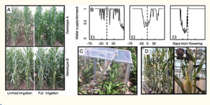 Two decades of harnessing standing genetic variation for physiological traits to improve drought tolerance in maize