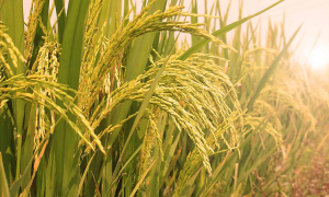 Genetic Research Progress: Heat Tolerance in Rice