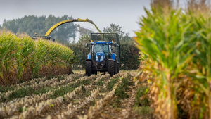 Disentangling the Heterosis in Biomass Production and Radiation Use Efficiency in Maize: A Phytomer-Based 3D Modelling Approach